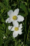 Anemone sylvestris