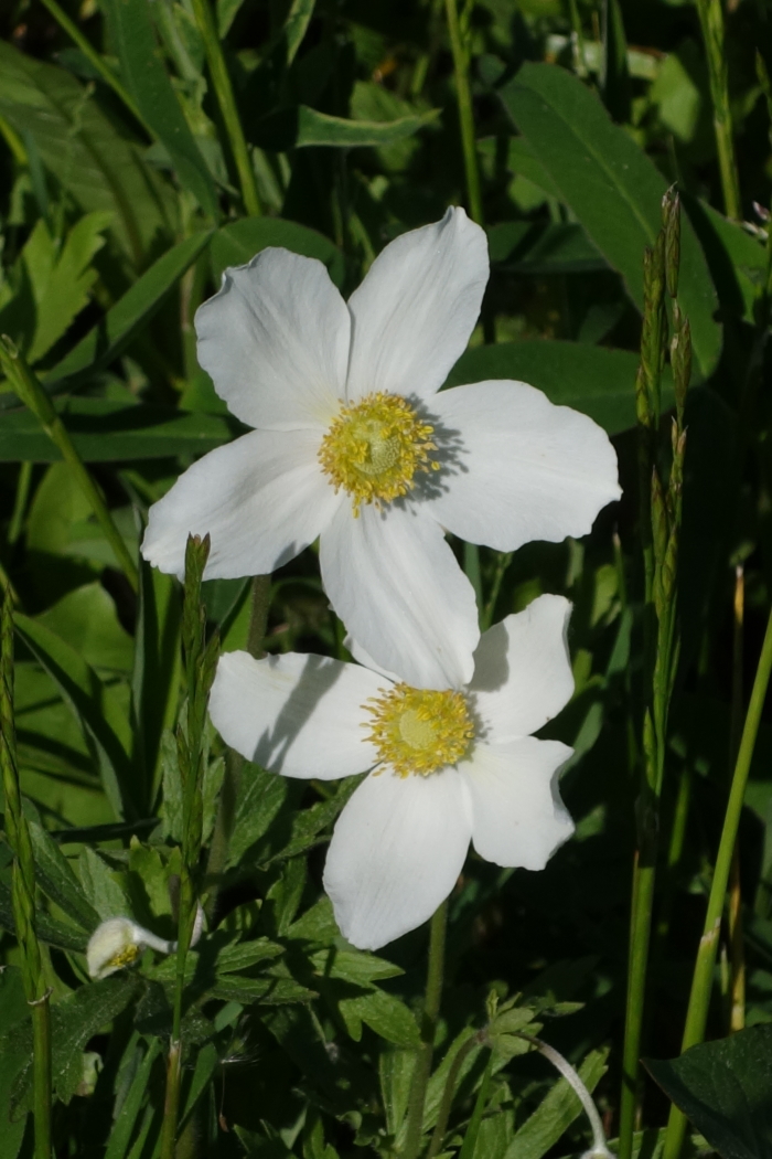Image of Anemone sylvestris specimen.