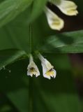 Melampyrum pratense