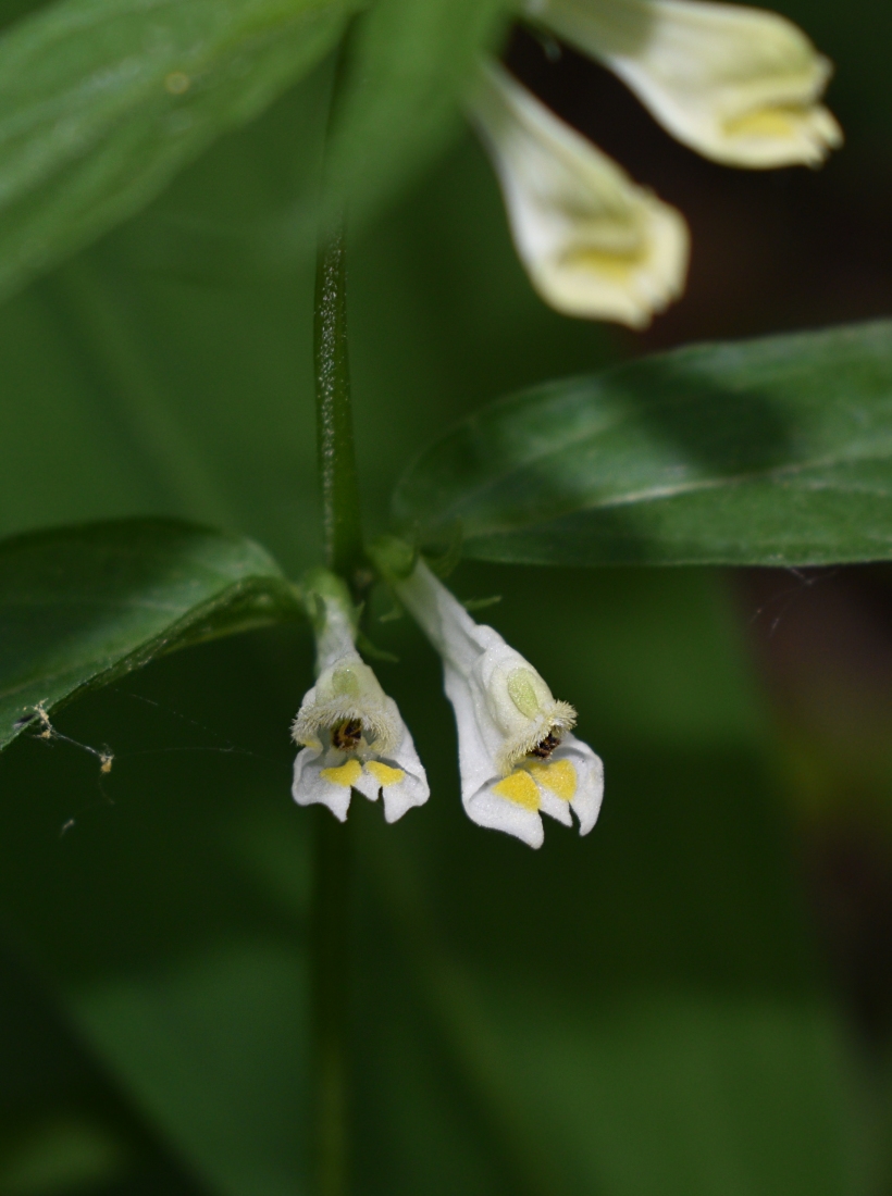 Image of Melampyrum pratense specimen.