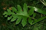 Acanthus mollis. Лист. Республика Абхазия, г. Сухум, Сухумский ботанический сад. 21.08.2009.