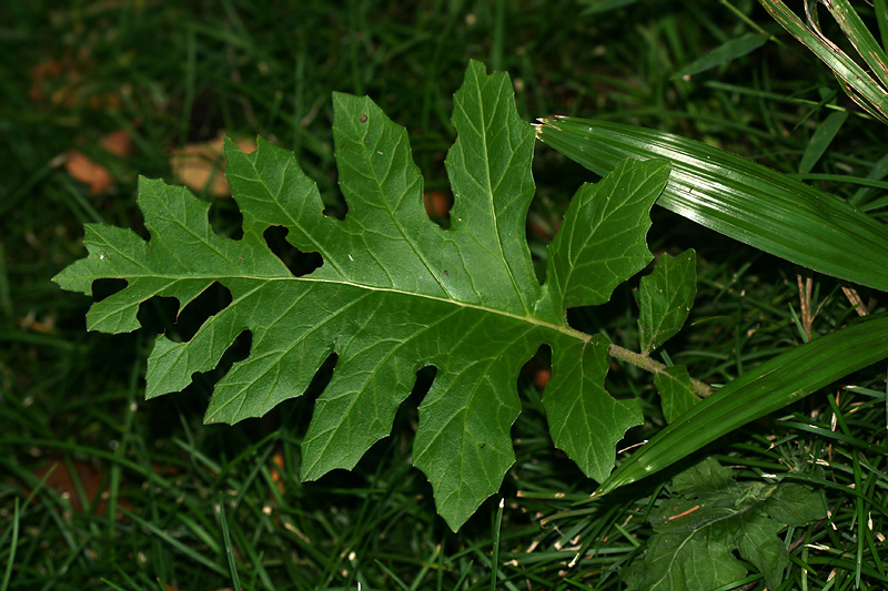 Image of Acanthus mollis specimen.