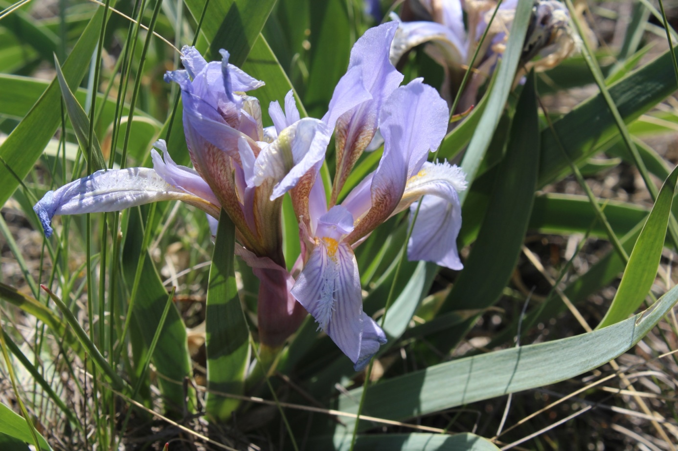 Image of Iris glaucescens specimen.