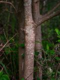Salix cinerea. Фрагмент поросшего лишайниками ствола. Республика Ингушетия, Джейрахский р-н, окр. ур. Ний, выс. 1780 м н.у.м., берег ручья Тхабахро. 19 июня 2022 г.