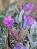 Oxytropis tragacanthoides