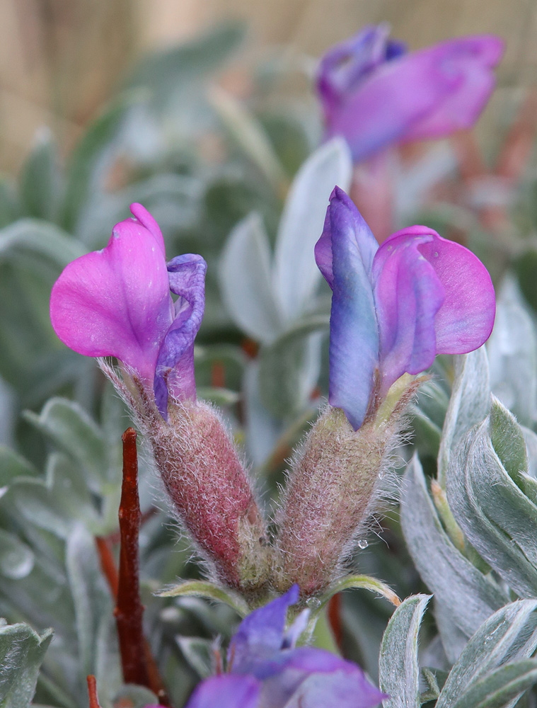 Изображение особи Oxytropis tragacanthoides.