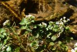 Nasturtium officinale