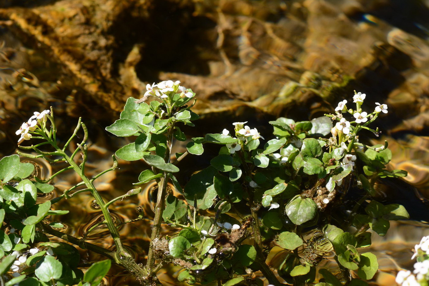 Image of Nasturtium officinale specimen.