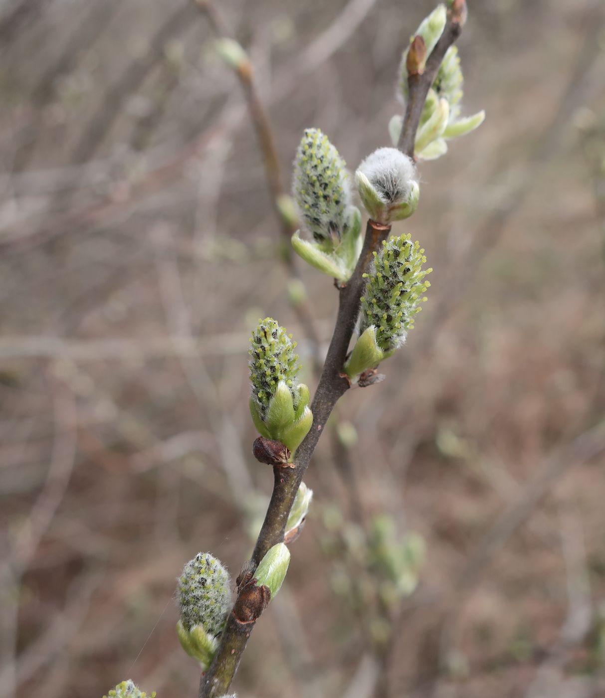 Image of Salix cinerea specimen.