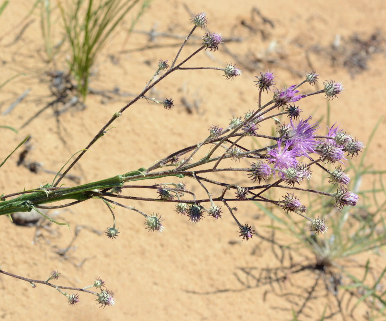 Image of genus Cousinia specimen.