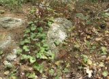 Cyclamen persicum. Цветущие растения в напочвенном покрове кипарисово-сосняка в предгорьях Иудеи. Израиль, середина марта.