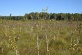 Betula pubescens. Вегетирующие растения на мезотрофном кустарничково-осоковом(?) болоте. Калужская обл., Спас-Деменский р-н, Большое Игнатовское болото, северо-западный сектор, 400 м от края леса. 09.09.2022.