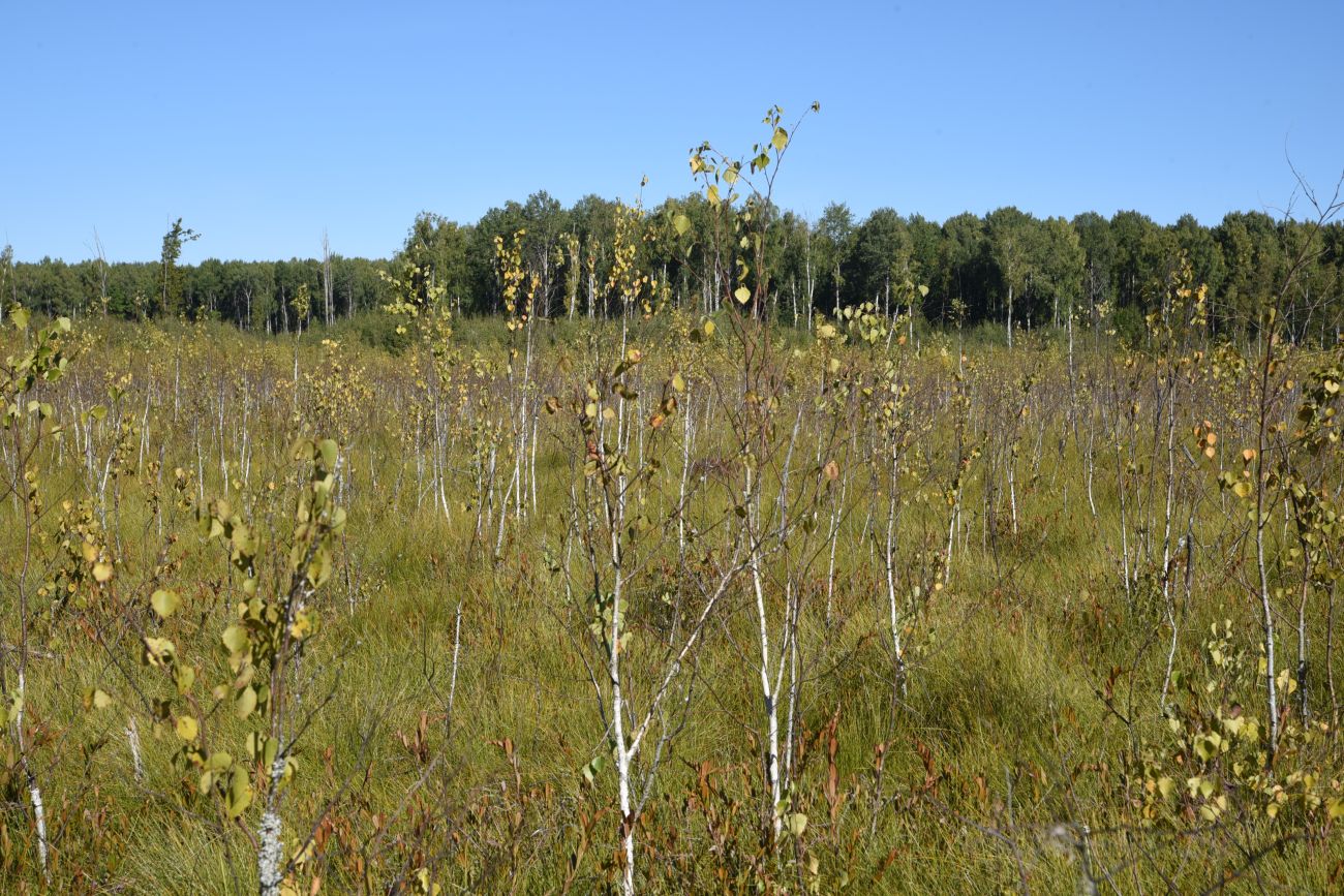 Image of Betula pubescens specimen.
