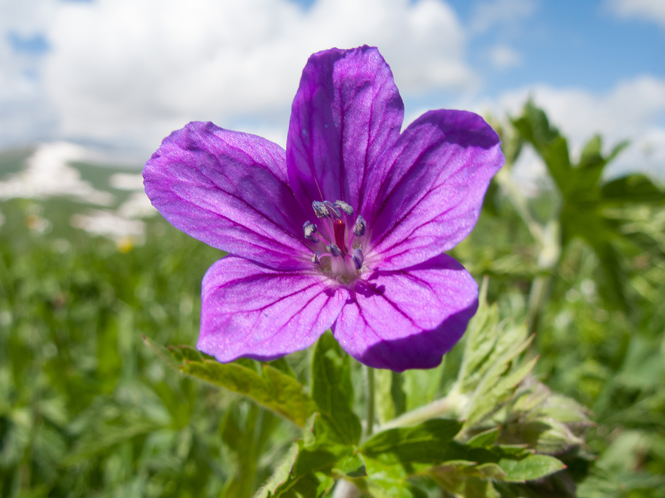 Изображение особи Geranium ruprechtii.