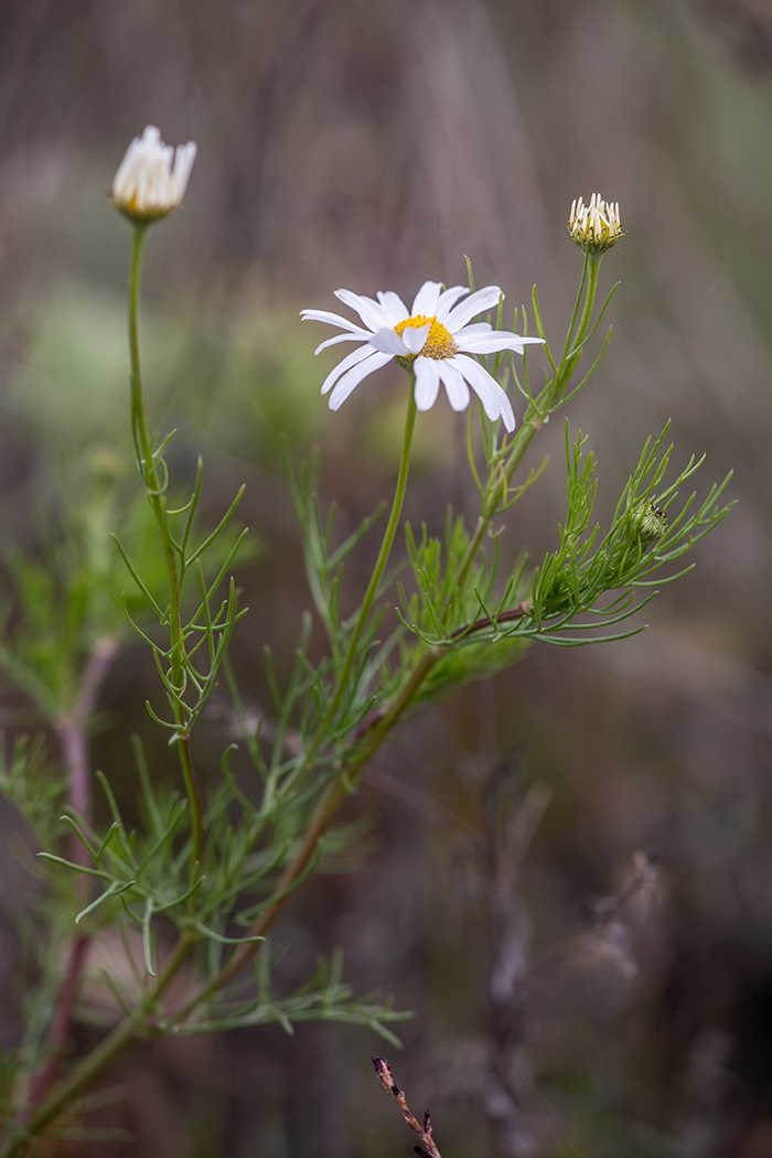 Изображение особи Tripleurospermum inodorum.