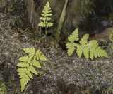 Dryopteris carthusiana