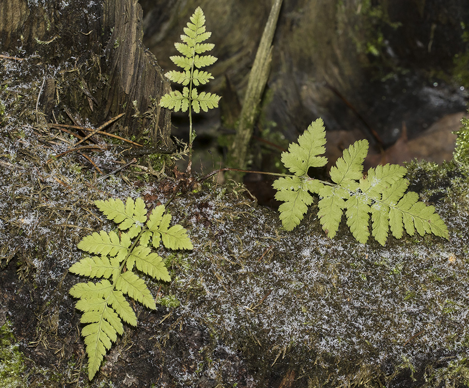 Image of Dryopteris carthusiana specimen.