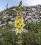 Verbascum spectabile