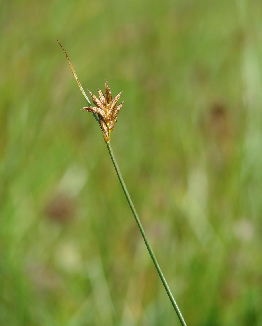 Image of Blysmus sinocompressus specimen.