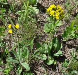 Crepis praemorsa