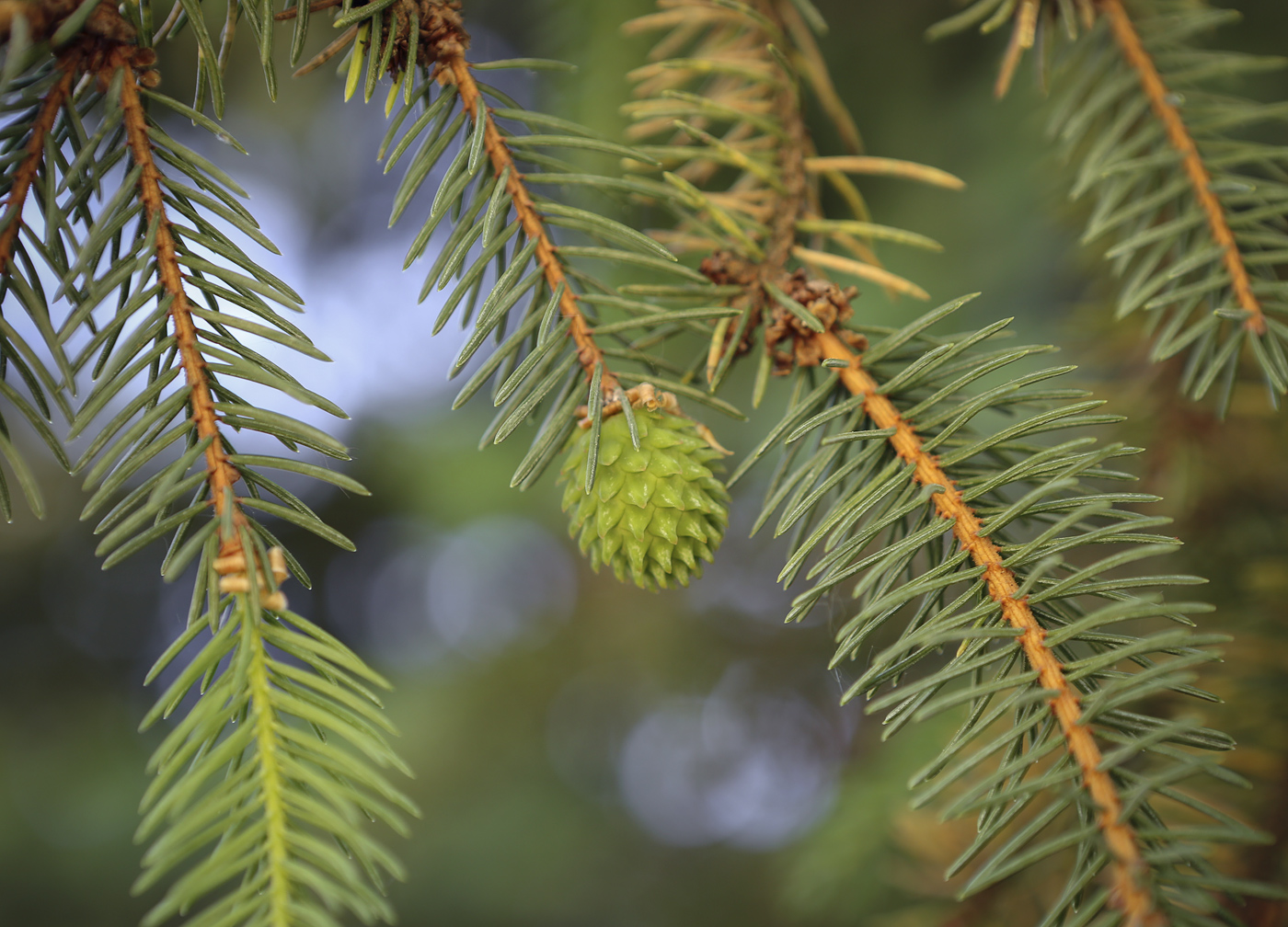 Image of genus Picea specimen.