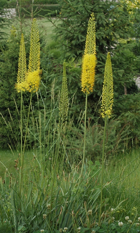 Image of Eremurus stenophyllus specimen.