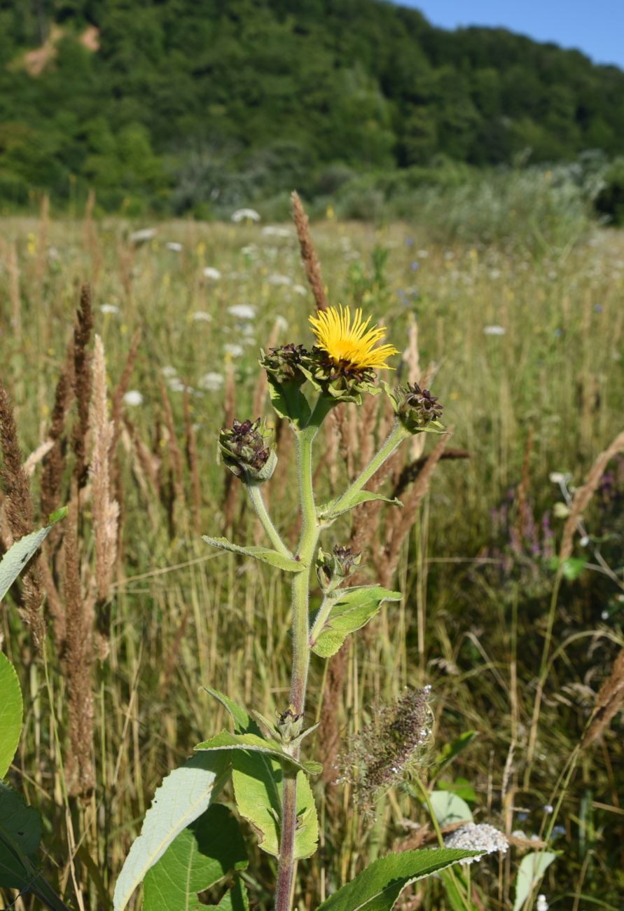 Изображение особи Inula helenium.