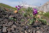 Vicia alpestris