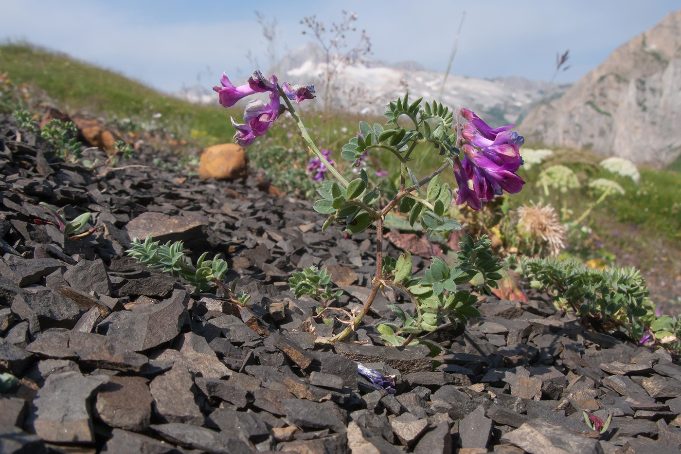 Изображение особи Vicia alpestris.