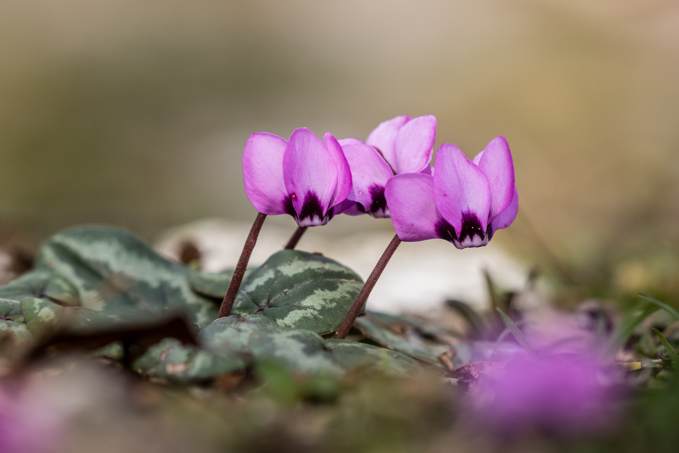 Изображение особи род Cyclamen.