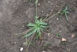 Plantago atrata