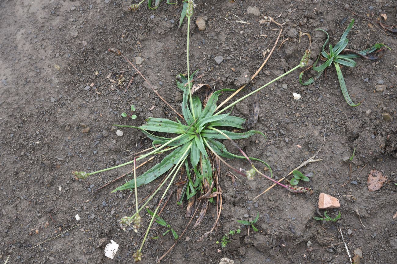 Изображение особи Plantago atrata.