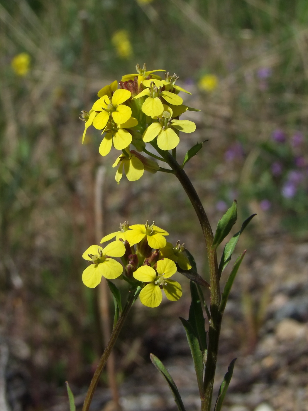 Image of Erysimum hieraciifolium specimen.