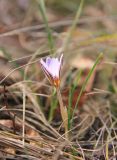 Crocus reticulatus. Цветущее растение. Краснодарский край, Черноморское побережье Кавказа, г. Новороссийск, окр. м. Мысхако, шибляк. 15 февраля 2020 г.