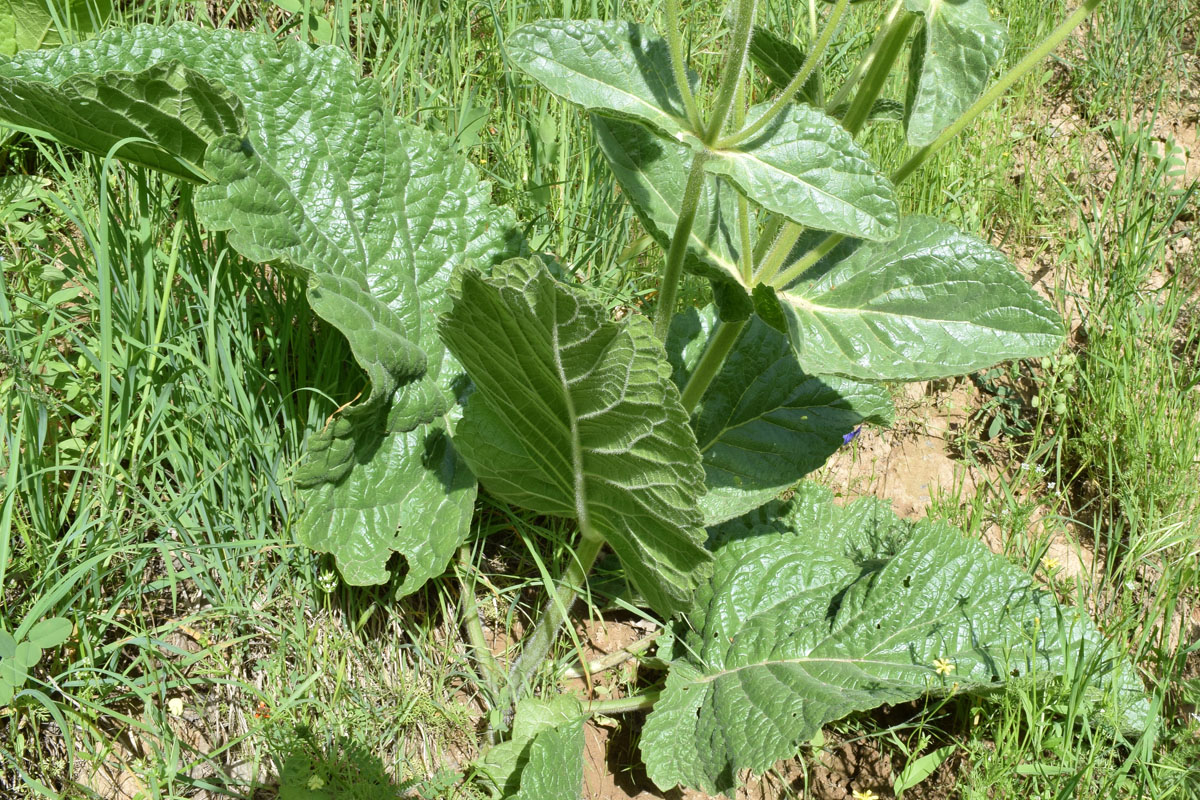 Image of Phlomoides arctiifolia specimen.