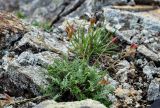 Oxytropis mandshurica. Плодоносящее растение. Приморье, Тернейский р-н, Сихотэ-Алинский заповедник, бухта Удобная, мыс Северный, поросший лишайниками каменистый склон. 07.08.2012.