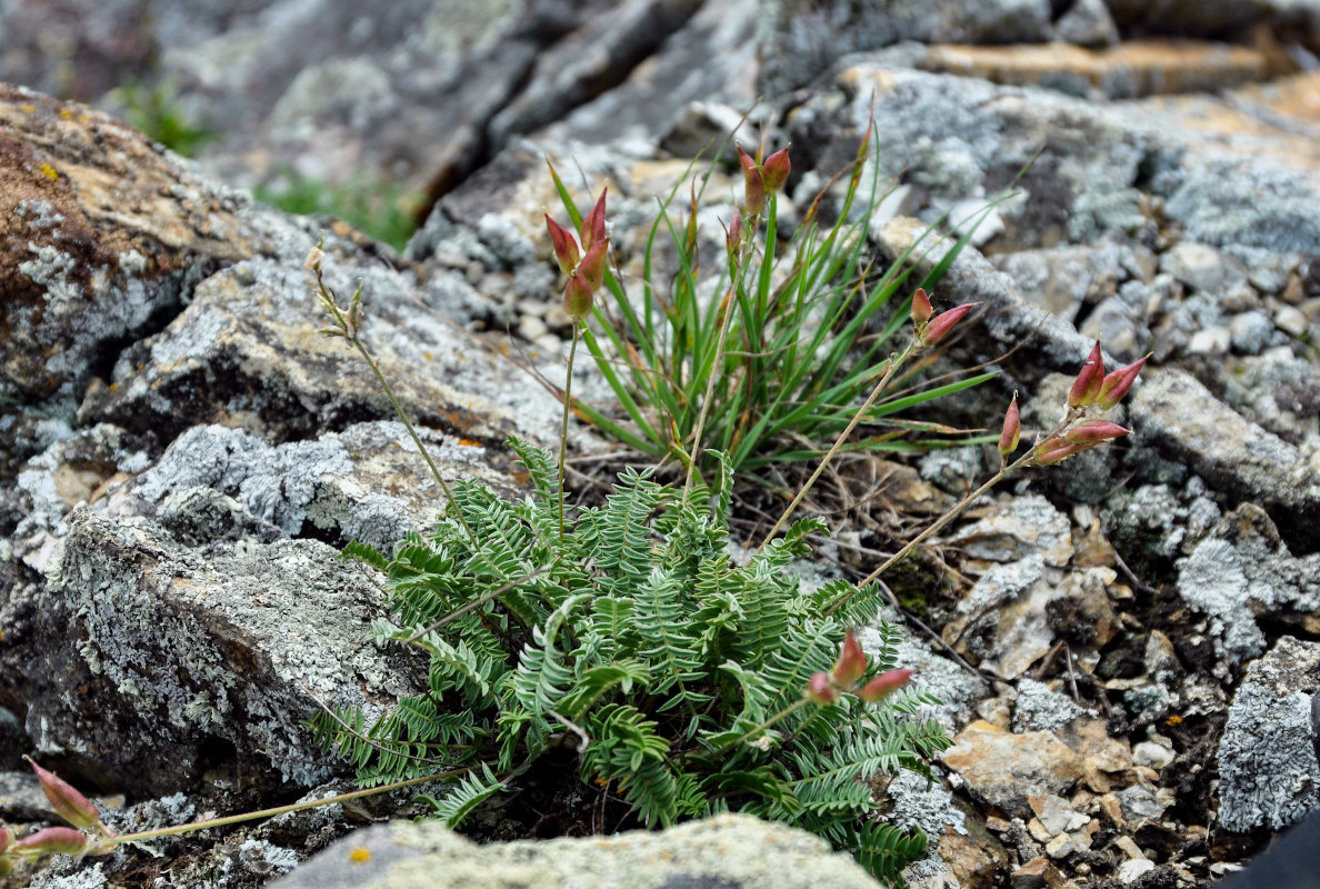 Изображение особи Oxytropis mandshurica.