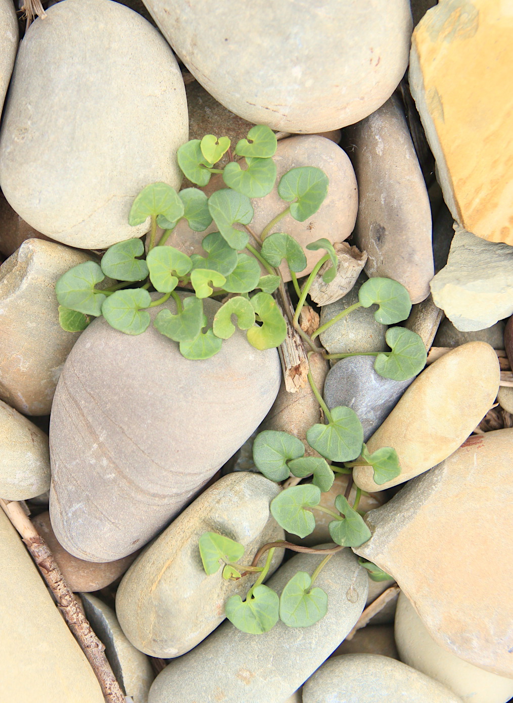 Image of Calystegia soldanella specimen.