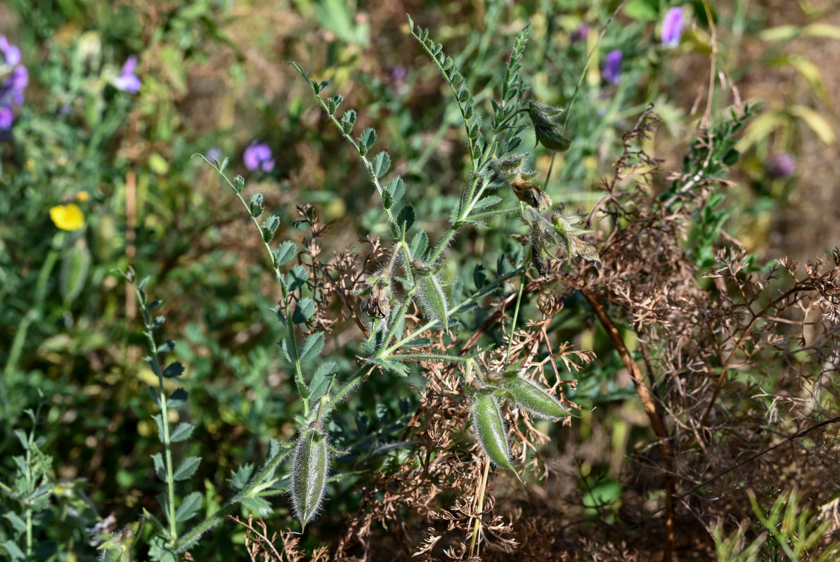 Image of Cicer songaricum specimen.