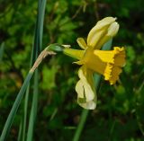 Narcissus pseudonarcissus