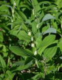 Polygonatum odoratum. Верхушка цветущего растения. Хакасия, Абакан, в культуре. 09.06.2022.