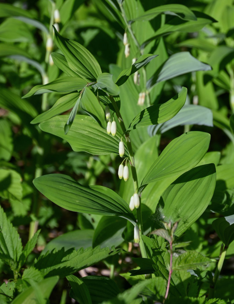 Image of Polygonatum odoratum specimen.