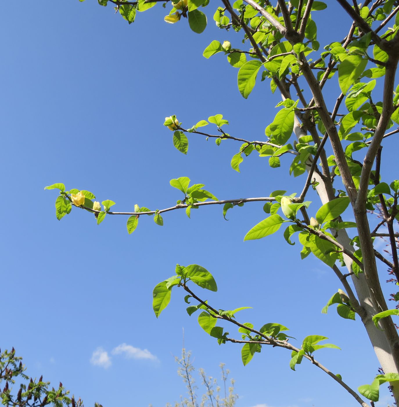 Image of Magnolia × brooklynensis specimen.