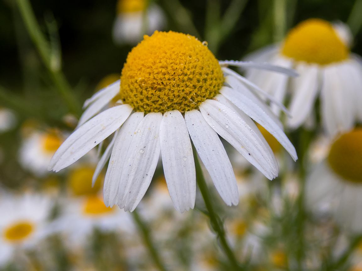 Изображение особи Tripleurospermum inodorum.