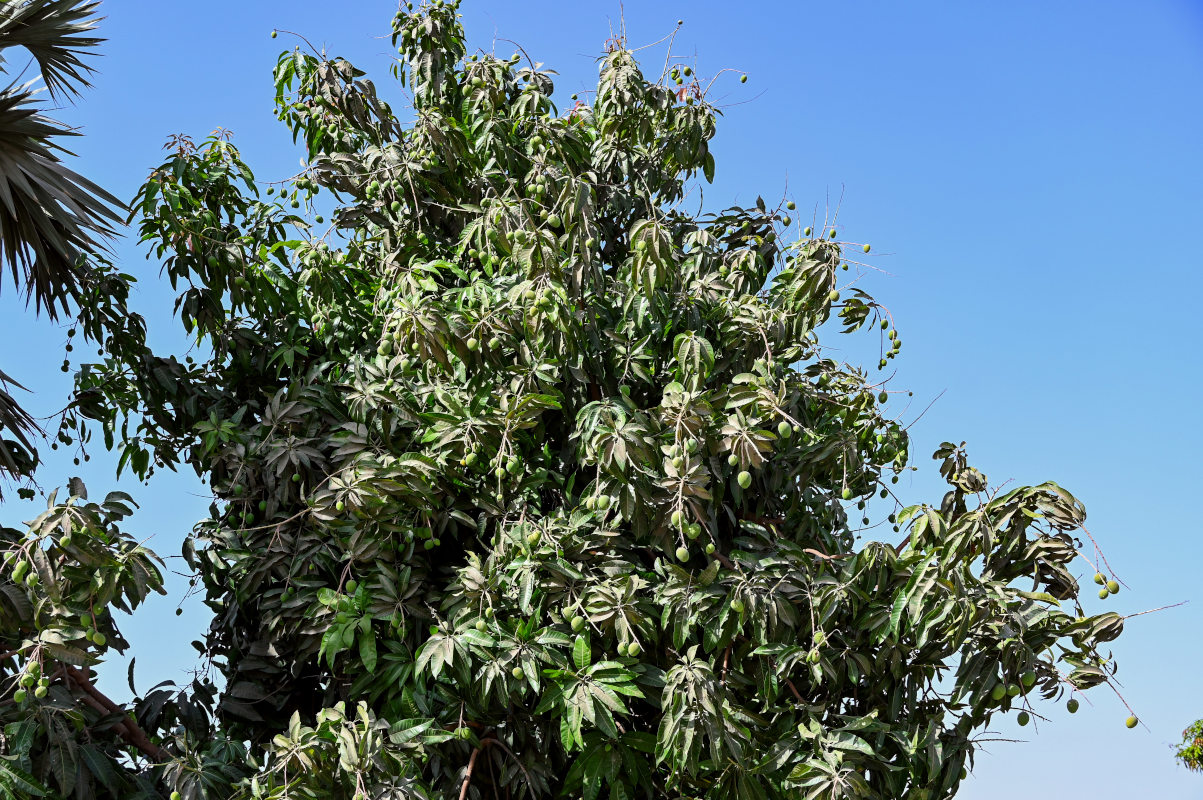 Image of Mangifera indica specimen.
