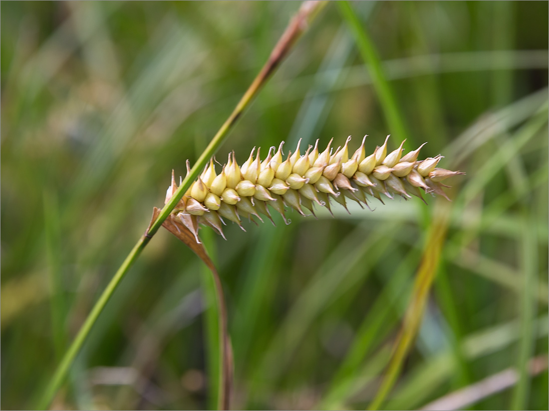 Изображение особи Carex rostrata.