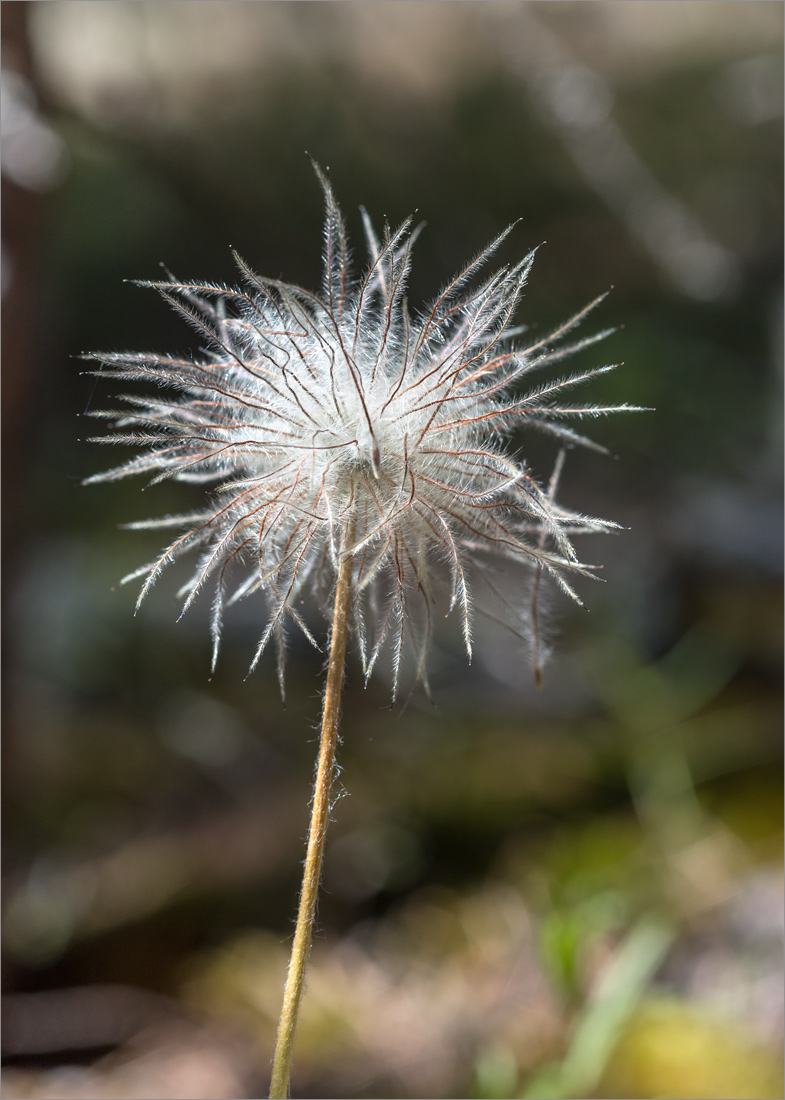 Image of Pulsatilla patens specimen.