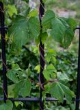 Humulus lupulus. Часть побега вегетирующего растения. Оренбургская обл., г. Орск, в культуре. 03.07.2023.