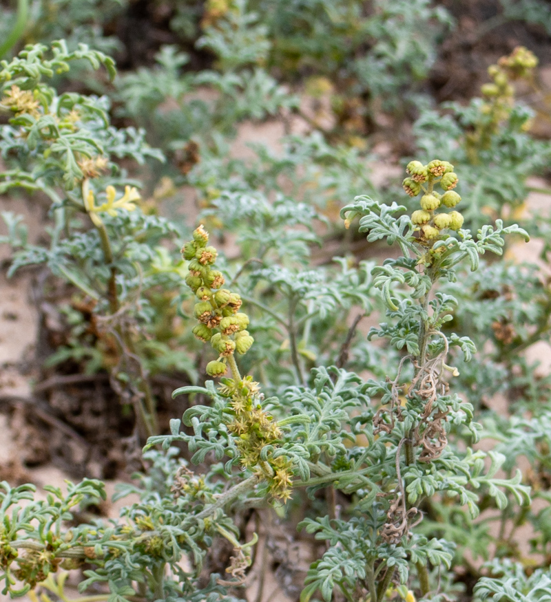 Image of Ambrosia chamissonis specimen.