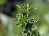 Eryngium planum
